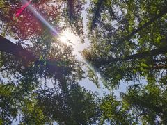 -鲁山国家森林公园