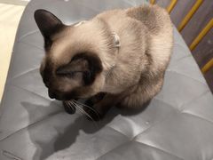 -藏猫猫咖啡主题馆(中央大道店)