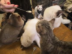 -猫色咖啡·猫咖