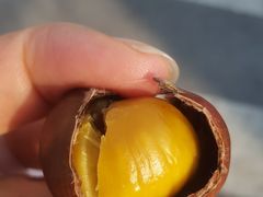 糖炒栗子-阿男野栗王(金门路店)