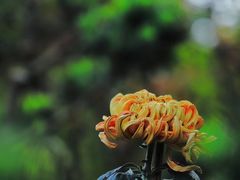 -共青国家森林公园-南大门停车场