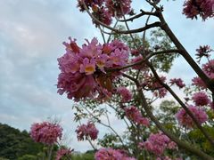 -荔枝公园(福田区)