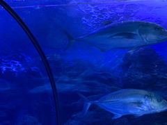 -左海海底世界