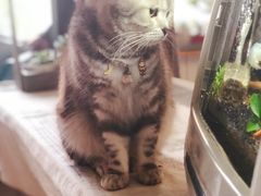 -海边的猫和咖啡馆