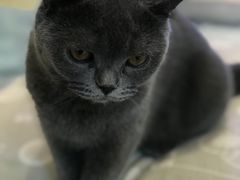 -momokira米努特·德文卷毛猫·棉花面纱犬