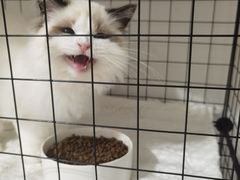 -东方名猫馆·英短金渐层布偶猫舍(环线广场1号楼店)