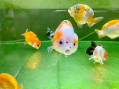 -甜心闲生传统手工冰粉(奎星楼店)