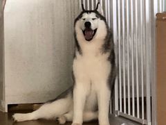 -Husky Go! 哈士奇体验馆·宠物咖啡厅狗咖