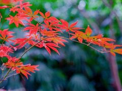 -重庆彩云湖湿地公园