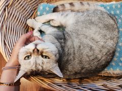 -猫友咖啡店(玉林西路店)