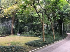 -金花茶公园