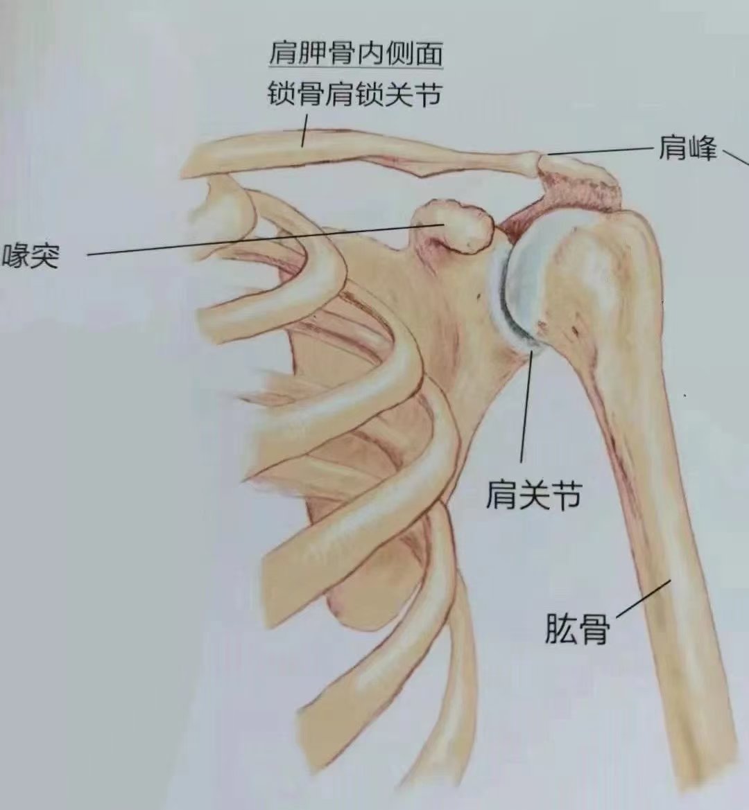 肩峰疼痛是什么原因图片