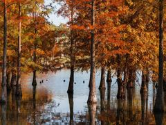 -白鹭湾湿地公园