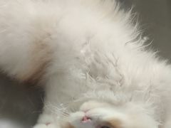 -猫大福·Fortune Cat猫舍(百子湾店)