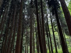 -武陵山森林公园