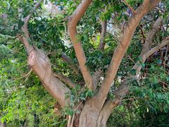 -亚龙湾中心广场