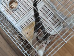 -猫猫幼稚园·撸猫·桌游·电玩