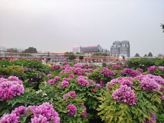 -曹州百花园