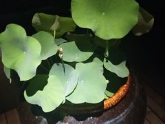 金牌豆腐-永安鱼庄·镇江菜(丁卯店)