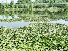 -白鹭湾湿地公园