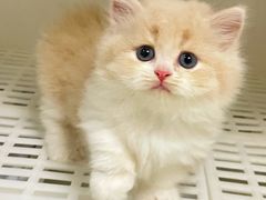 -lincat·猫舍(广州店)
