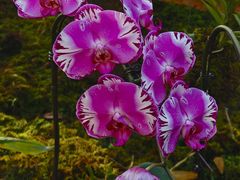 -国家植物园南园