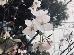 -武汉大学-樱园