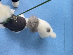 -博特宠物医院24h犬猫全科.骨科·异宠