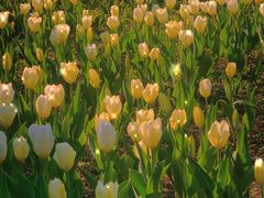 -长春公园(普阳街道)