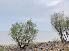 -上海吴淞炮台湾国家湿地公园