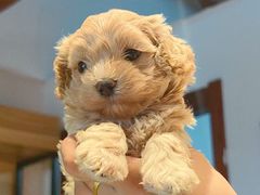 -翊宠yipet猫狗购宠庄园犬舍•猫舍