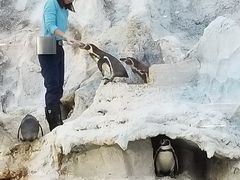 -帝企鹅自助餐厅•儿童岛•真企鹅(长隆企鹅酒店)
