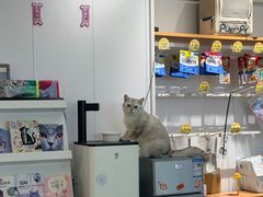 -爱洗澡的猫(望京店)