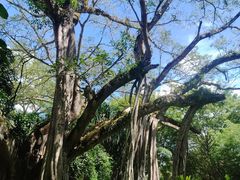 -瑞丽独树成林风景区