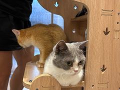 -飞行喵MR PILOT|猫舍·猫咖(静安大融城店)