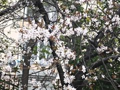 -颐景园