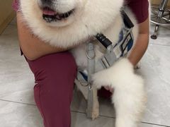 -安安宠医宠物医院·异宠·犬猫内科(岳阳分院)