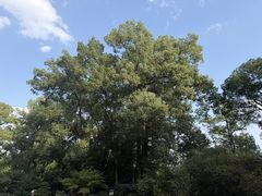 -南山植物园