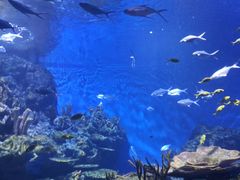 -海合安武汉极地海洋公园
