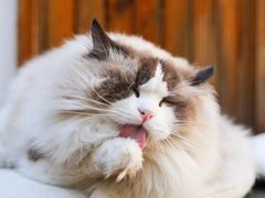 -喵屿·大理花园猫咖