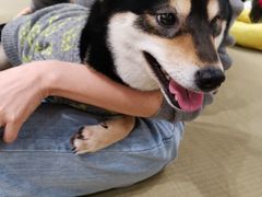 -逗柴咖啡屋·狗咖猫咖宠物桌游