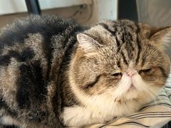 -参差咖啡(水果湖公园店)