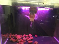 大堂-腾格勒烤羊腿