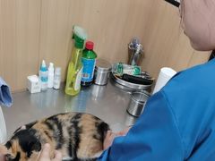 -米苏动物医院·犬猫专科·骨科外科内窥镜
