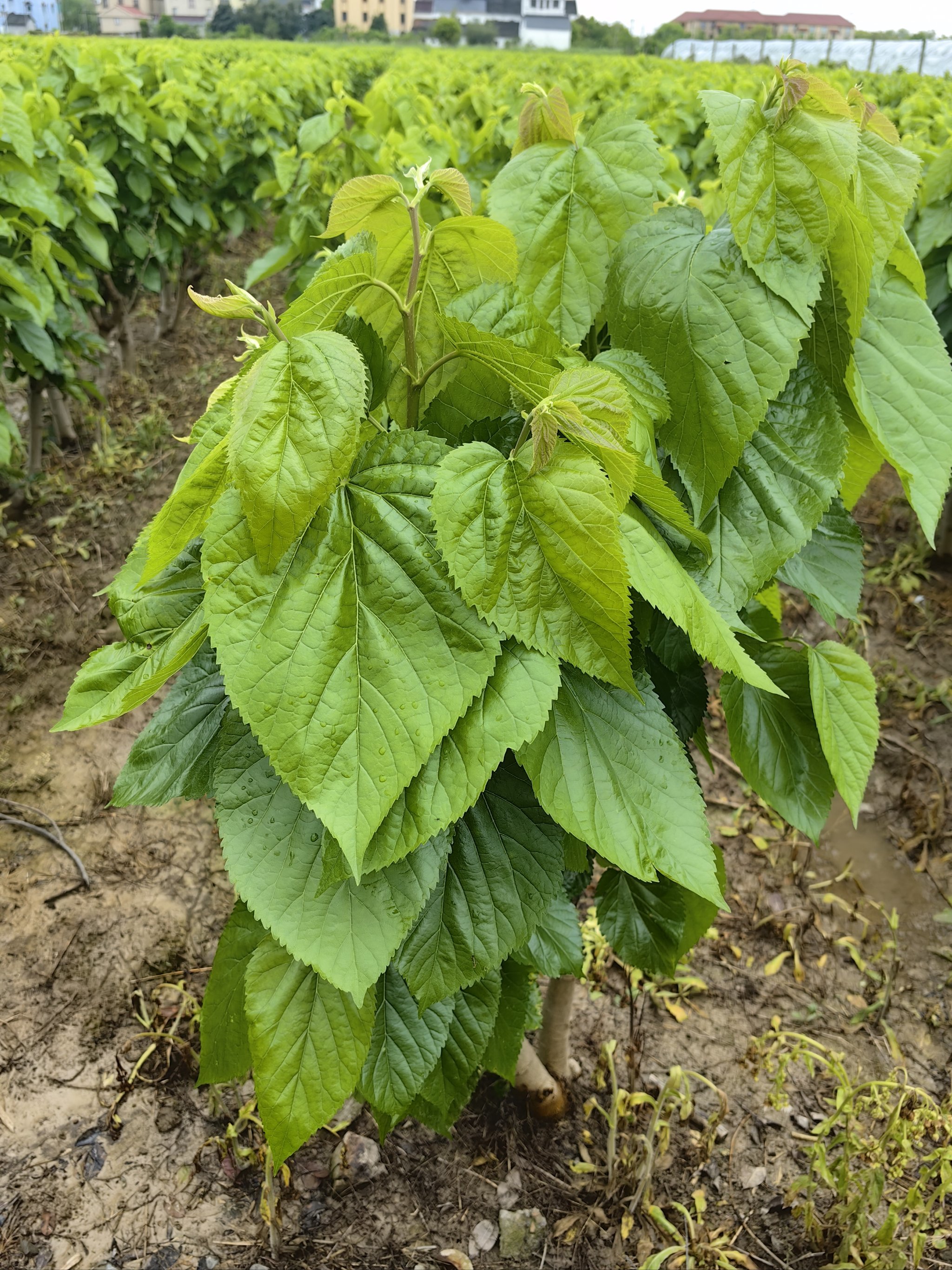 阴雨天的桑树太美啦