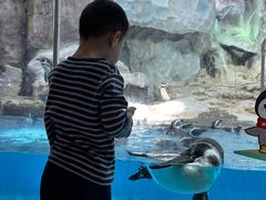 -帝企鹅自助餐厅•儿童岛•真企鹅(长隆企鹅酒店)