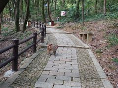 -苏州上方山国家森林公园