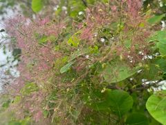 -潭柘厚院(桑峪村店)