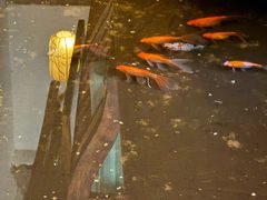 -淀里船宴(卓达店)