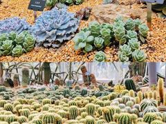 -深圳仙湖植物园